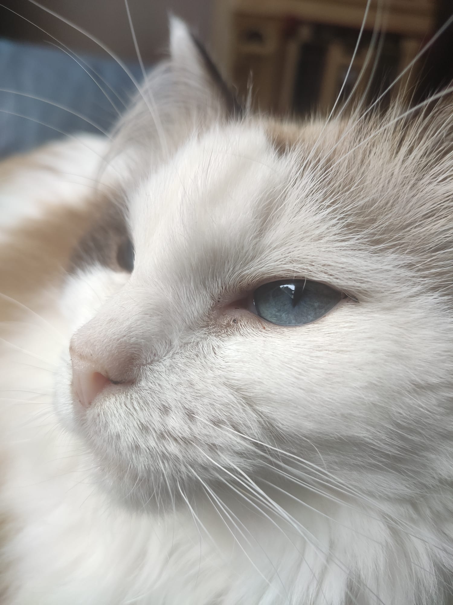Close-up of a cream point Ragdoll cat with a pale blue eye and long white fur, resting in warm afternoon light