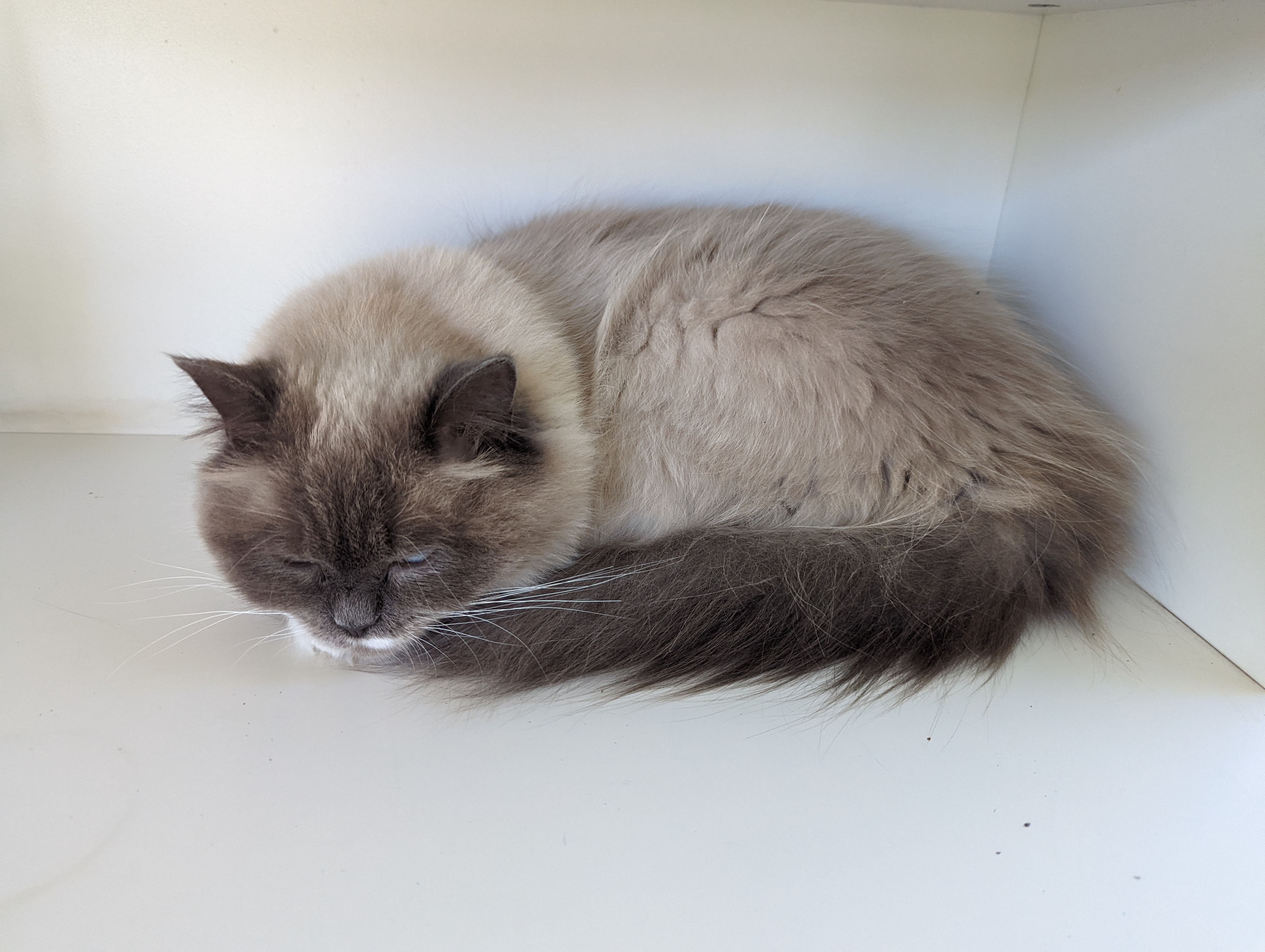 A seal point Ragdoll cat lying relaxed on a soft surface with its paws tucked in